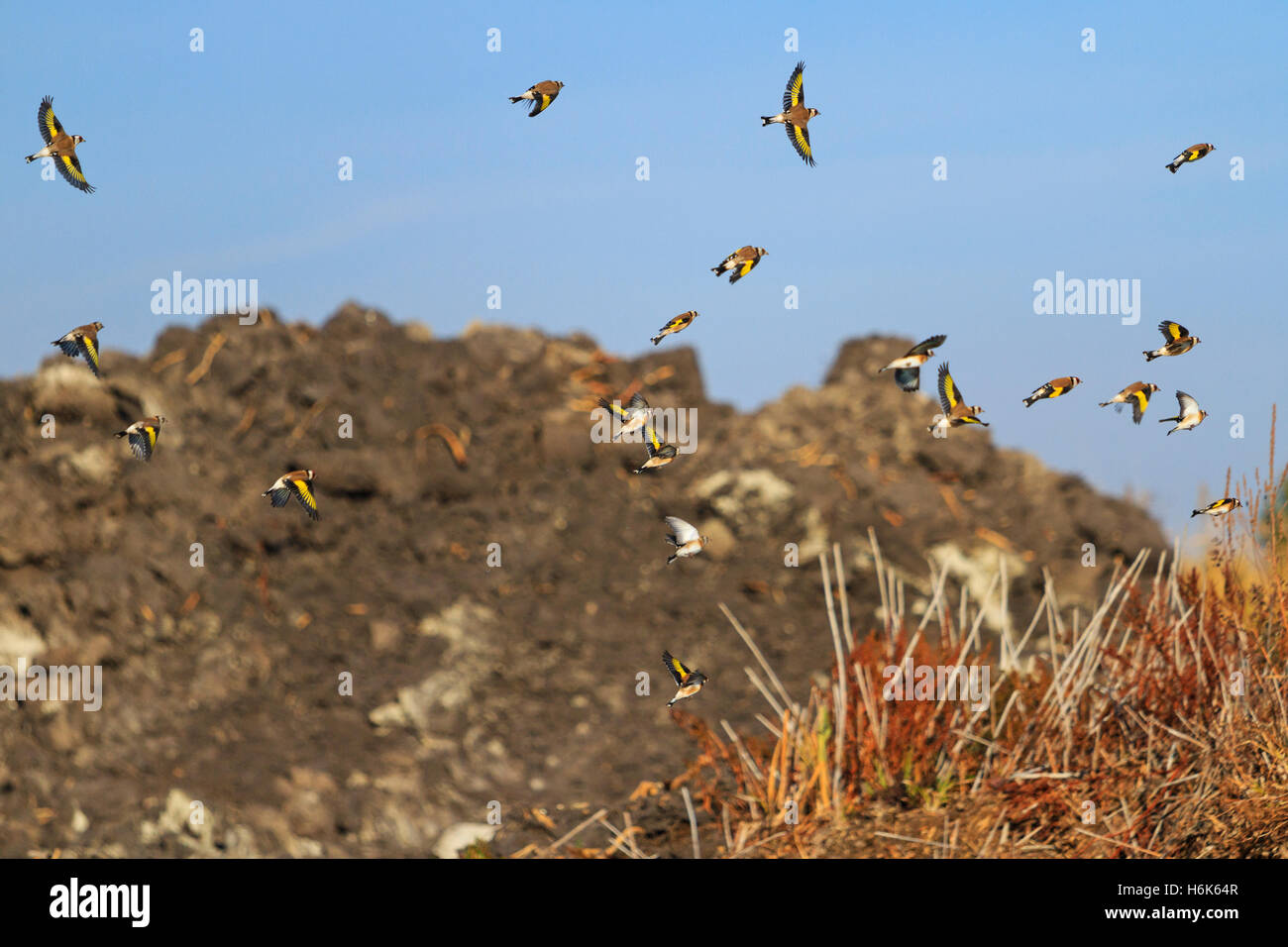 Europäische Stieglitz auf der Flucht vor dem Hintergrund der Berge sand Stockfoto