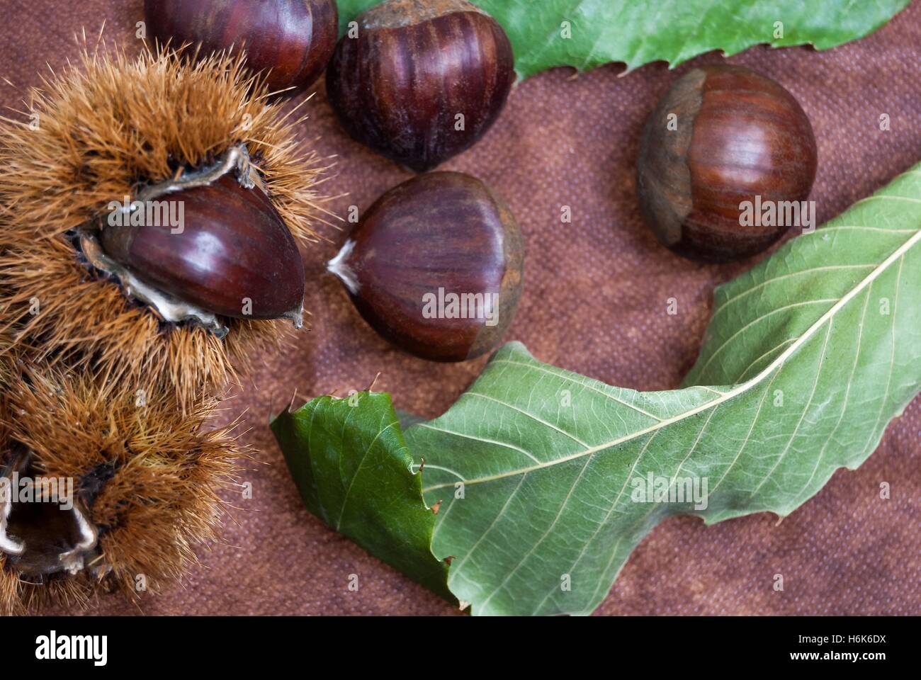 Einige Kastanien braun Tuch Hintergrund mit Blättern und raw Shell of Thorns Stockfoto