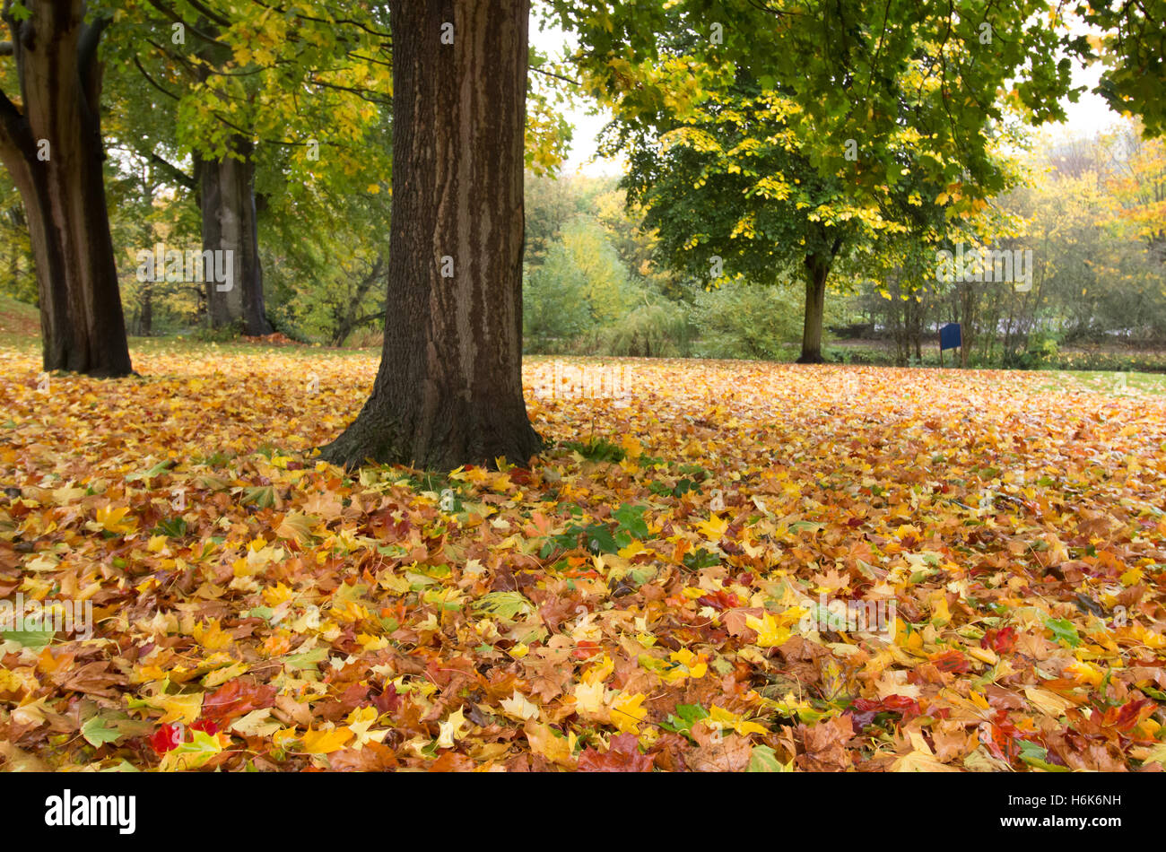 Ein Teppich aus Herbstlaub liegt auf dem Rasen unter Bäumen bilden einen bunten Teppich. Stockfoto