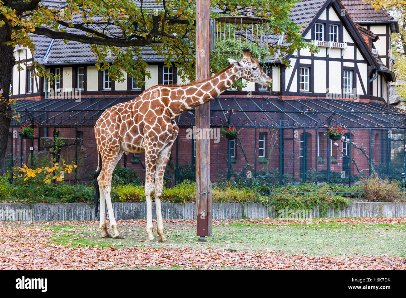 Netzartige Giraffe (Giraffa Reticulata), auch bekannt als die somalische Giraffe, geht auf die Voliere im Freien im Zoo Berlin Stockfoto