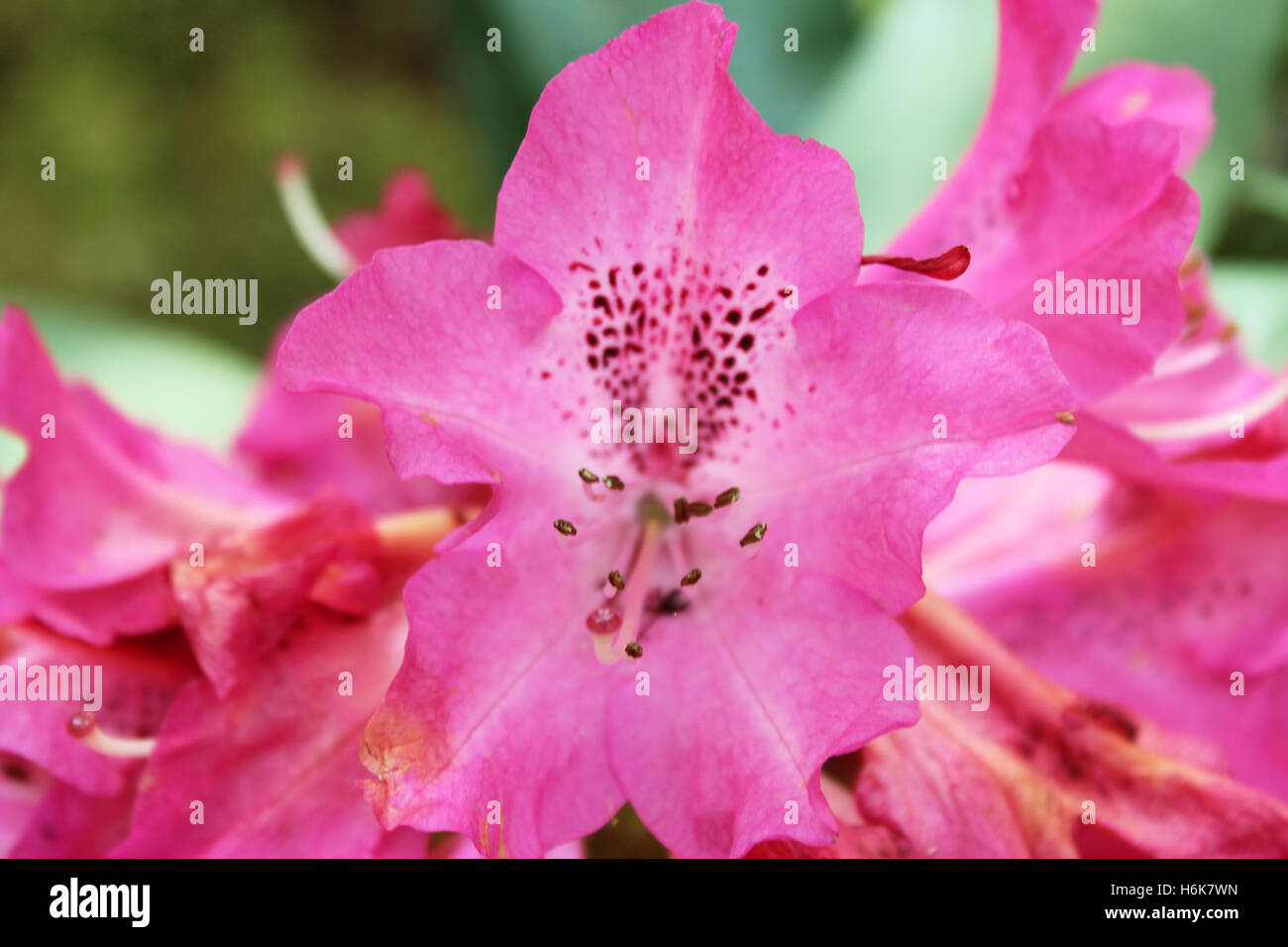 Lila Pracht Azalea in Kyoto, Japan Stockfoto