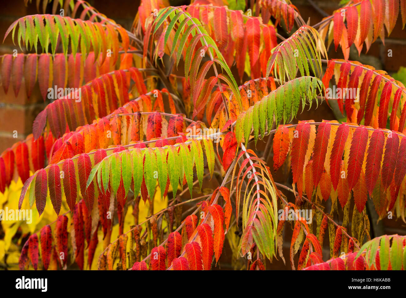 Ein Sumach Baum wächst in einem Garten in Redditch, bietet Worcestershire, ein Spritzen der Herbstfärbung Stockfoto