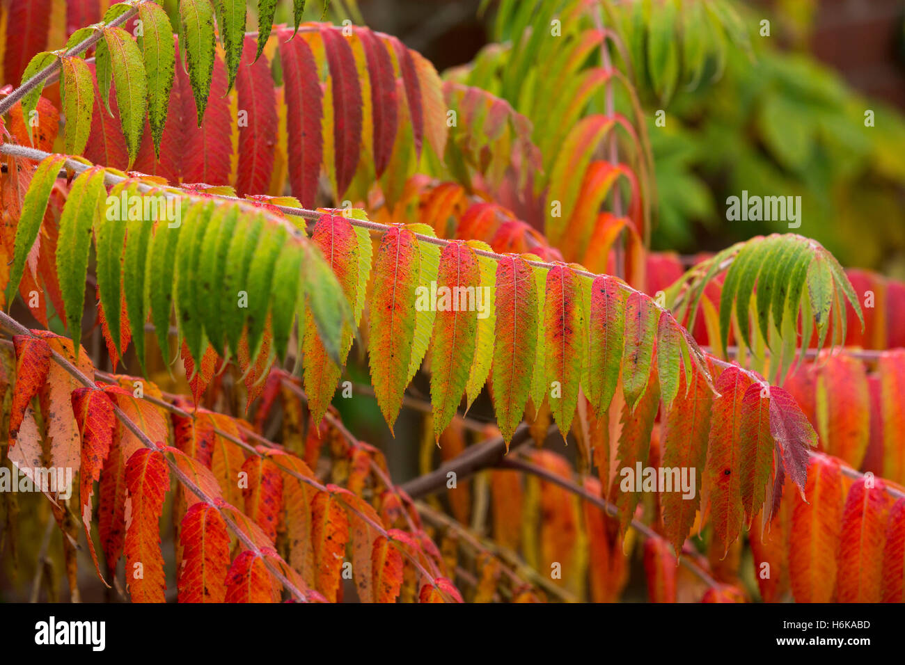 Ein Sumach Baum wächst in einem Garten in Redditch, bietet Worcestershire, ein Spritzen der Herbstfärbung Stockfoto