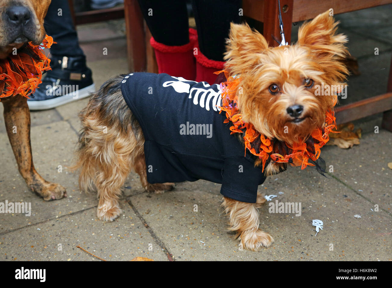London, UK. 30. Oktober 2016. Hunde in Halloween Kostüm für den alle Hunde Angelegenheit Halloween Dog Walk, Gelder für die Nächstenliebe welche Häuser und Wohnungen neu Hunde in London Kostüme gekleidet. Bildnachweis: Paul Brown/Alamy Live-Nachrichten Stockfoto