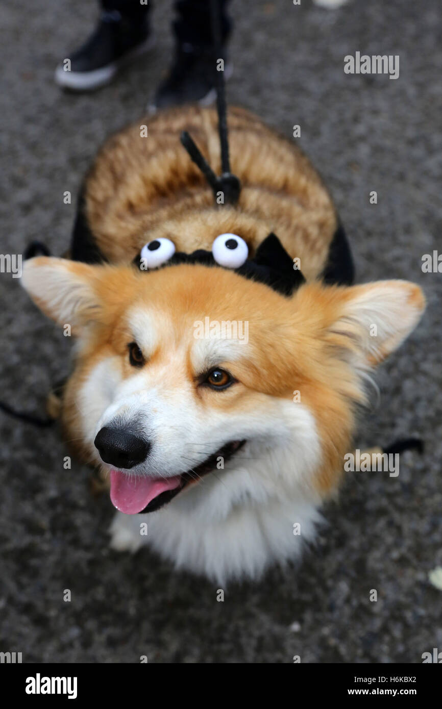 London, UK. 30. Oktober 2016. Hunde in Halloween Kostüm für den alle Hunde Angelegenheit Halloween Dog Walk, Gelder für die Nächstenliebe welche Häuser und Wohnungen neu Hunde in London Kostüme gekleidet. Bildnachweis: Paul Brown/Alamy Live-Nachrichten Stockfoto