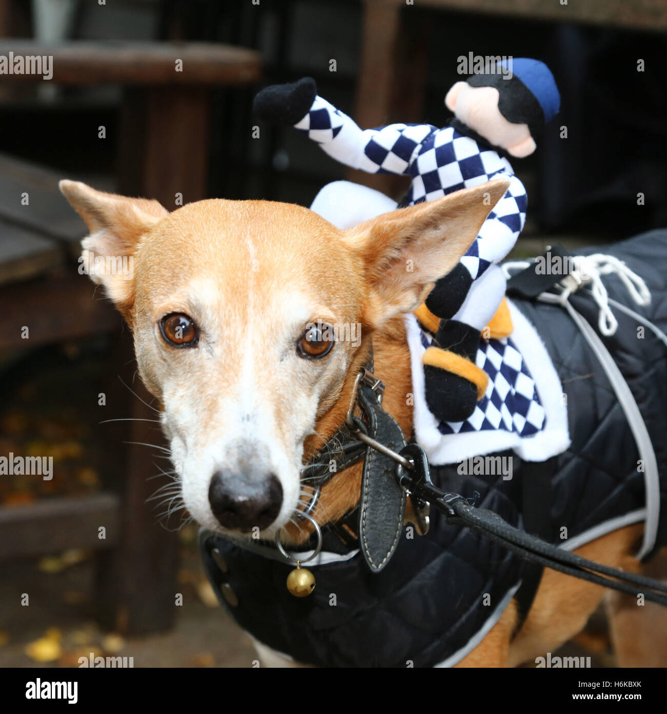 London, UK. 30. Oktober 2016. Hunde in Halloween Kostüm für den alle Hunde Angelegenheit Halloween Dog Walk, Gelder für die Nächstenliebe welche Häuser und Wohnungen neu Hunde in London Kostüme gekleidet. Bildnachweis: Paul Brown/Alamy Live-Nachrichten Stockfoto