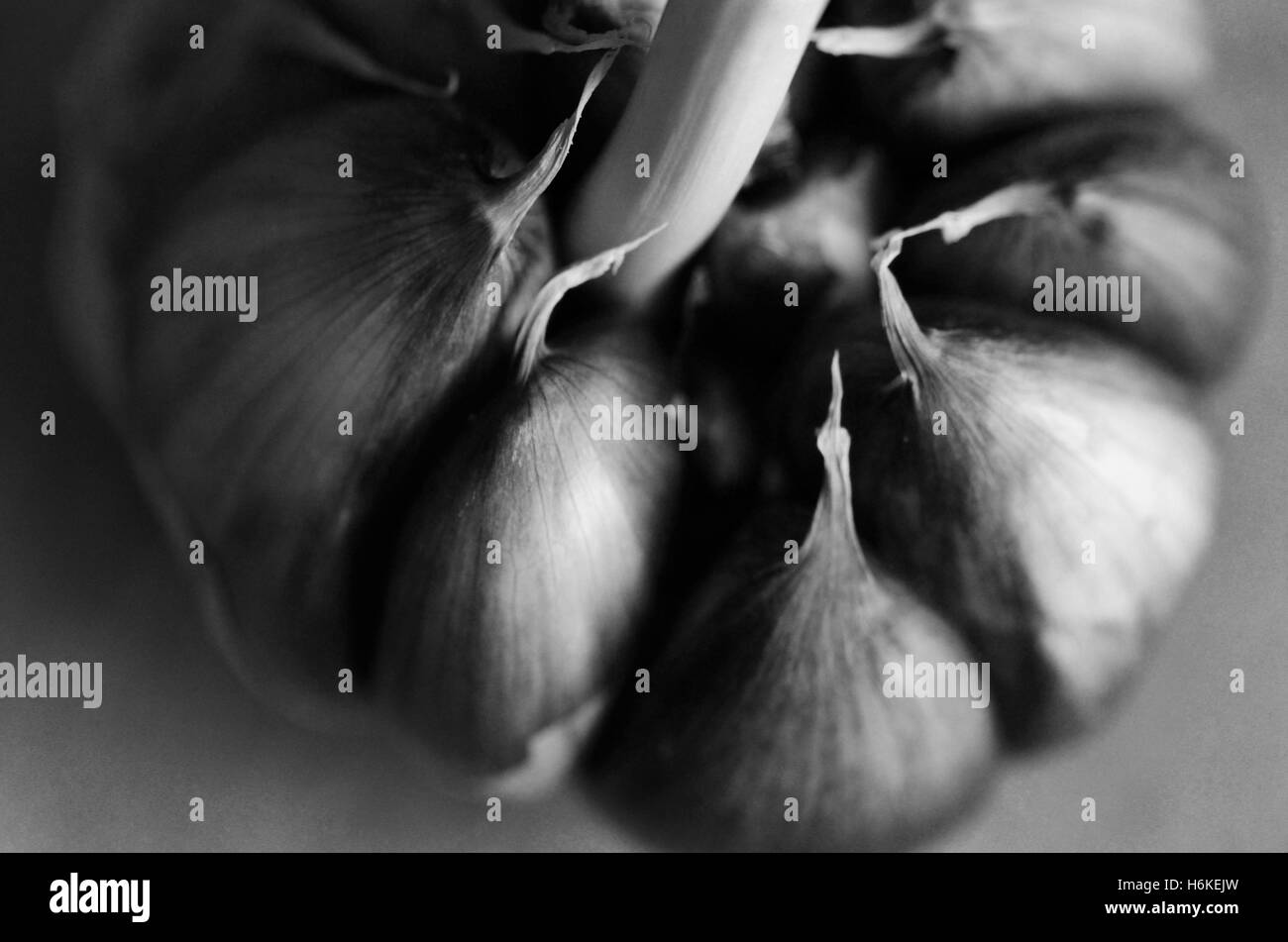 Knoblauch in der Makrofotografie schwarz-weiß Stockfoto