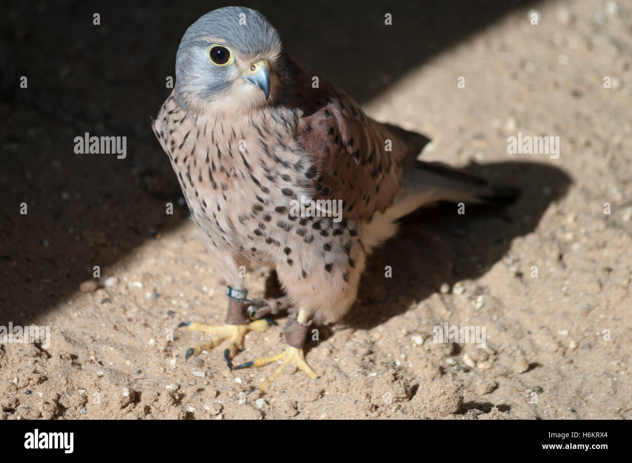 Captive Turmfalke auf Boden. Stockfoto