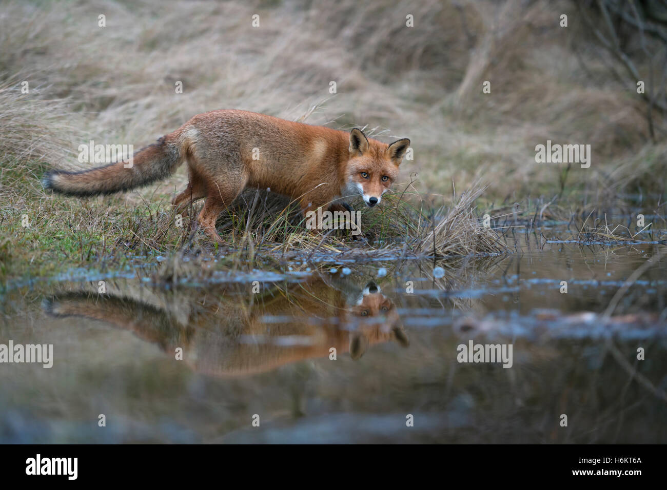 Rotfuchs (Vulpes Vulpes) am Rande des kleinen Naturteich, durstig zu sein scheint, sieht überrascht, Spiegelung im Wasser. Stockfoto