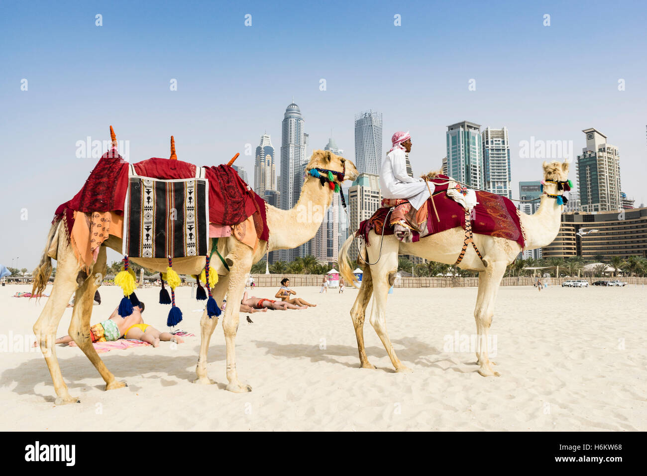 Kamele am Strand bietet Touristenfahrten in JBR Stadtteil von Dubai Vereinigte Arabische Emirate Stockfoto