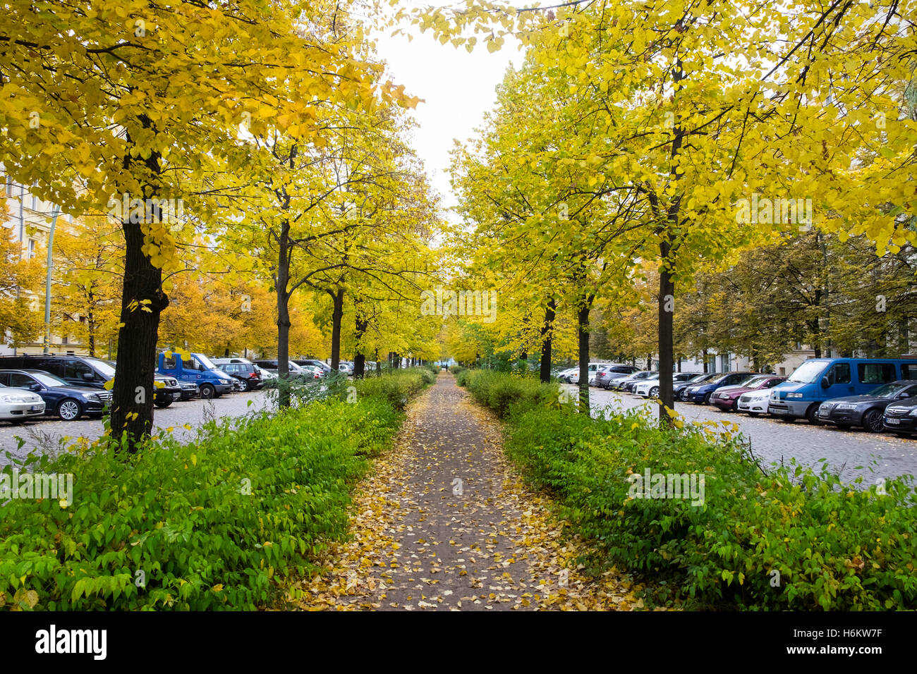 Herbstfarben auf Bäumen auf Fußweg an der Metzer Straße in Prenzlauer Berg in Berlin Deutschland Stockfoto