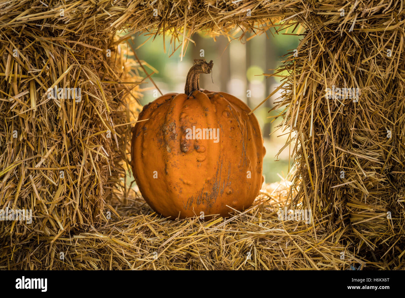 Helloween Kürbis auf Heu im alten hölzernen Bauernhaus Stockfoto