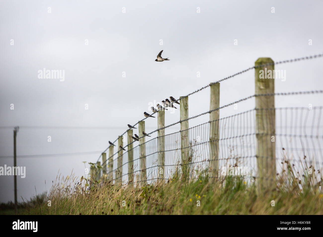 Gemeinsamen Mehlschwalben auf einem Zaun in Caldragh, Boa Island, Nordirland, Vereinigtes Königreich Stockfoto
