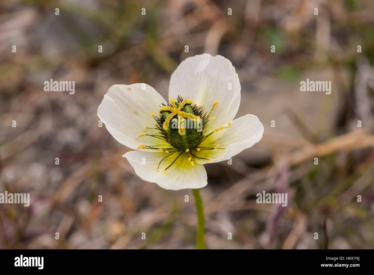 Svalbard-Mohn (Papaver Dahlianum) wächst auf Tundra in Svalbard, Spitzbergen Stockfoto