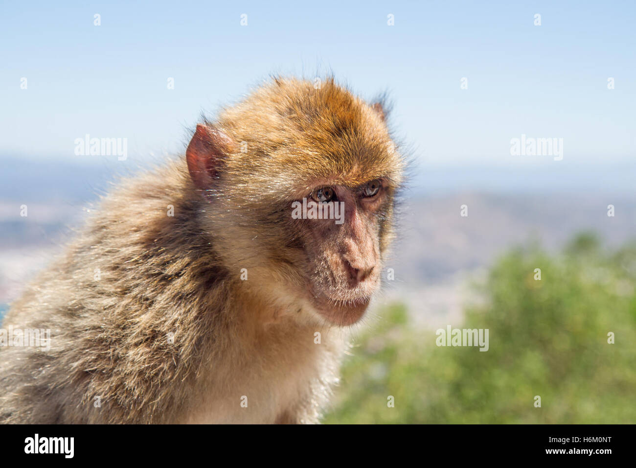 Porträt von Berberaffe oben auf den Felsen von Gibraltar. Stockfoto