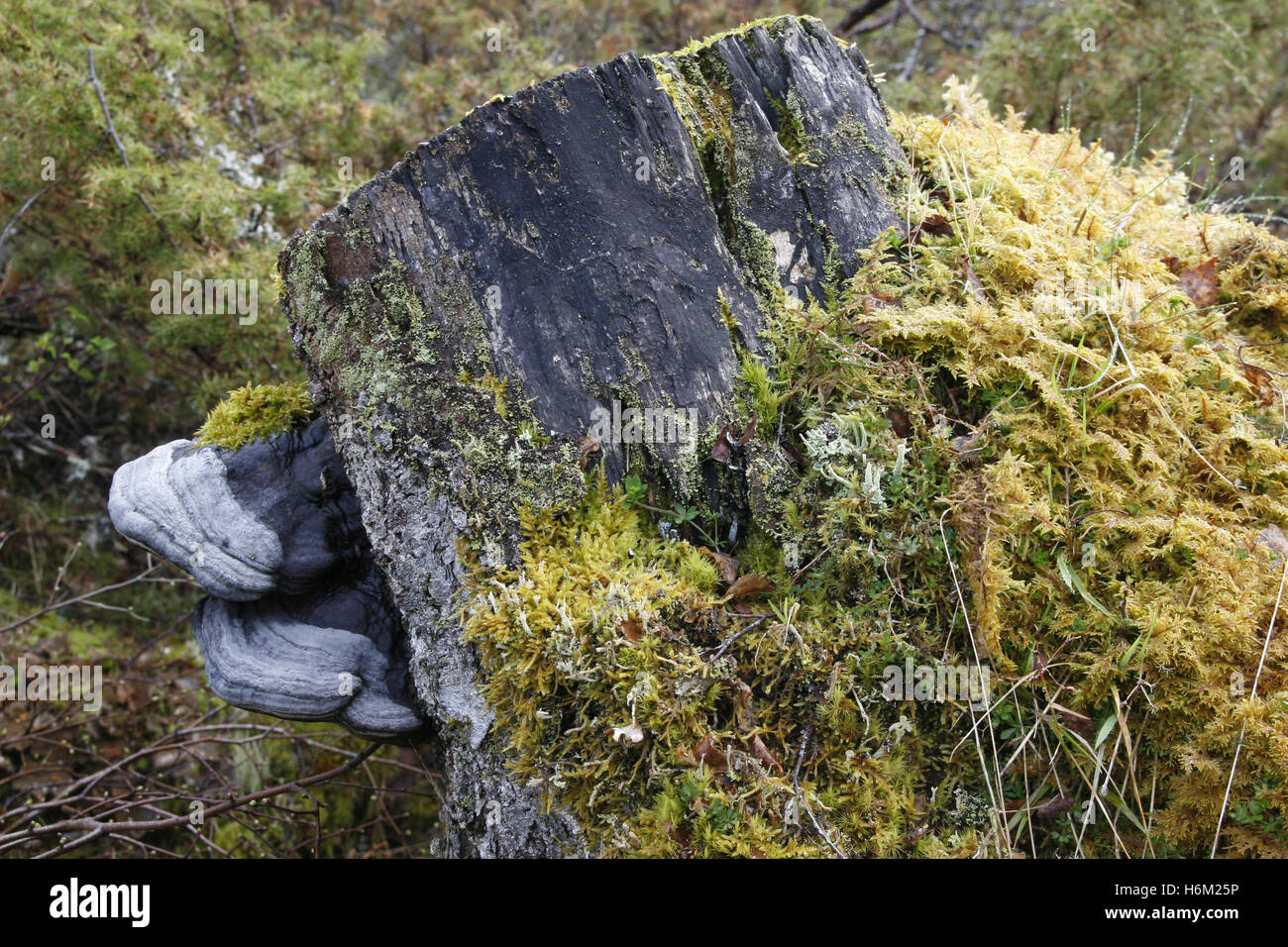 HUF-Pilz auf Baumstumpf Stockfoto