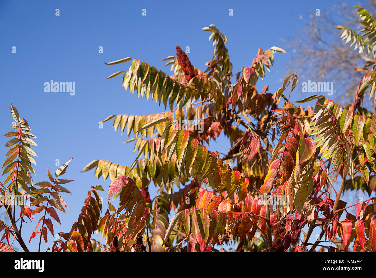 Helle Blätter im Herbst vor blauem Himmel Stockfoto