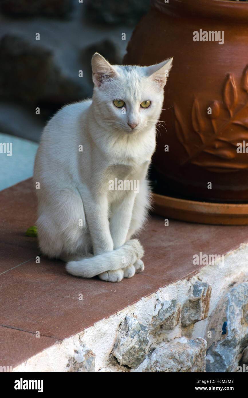 Verwilderte bar Katze in Griechenland, Blick in die Kamera ruhig weiß Stockfoto