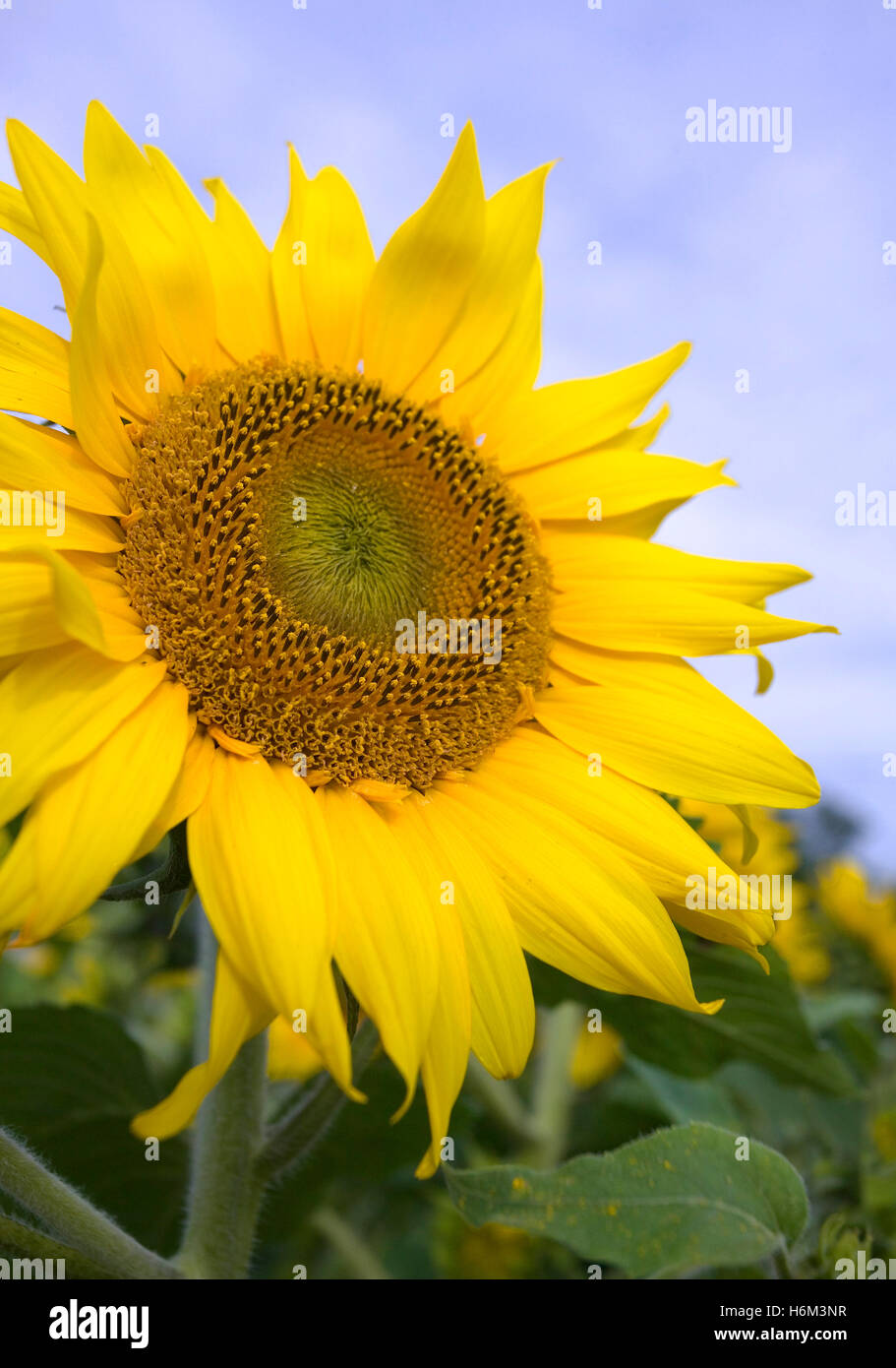 Sonnenblume Stockfoto