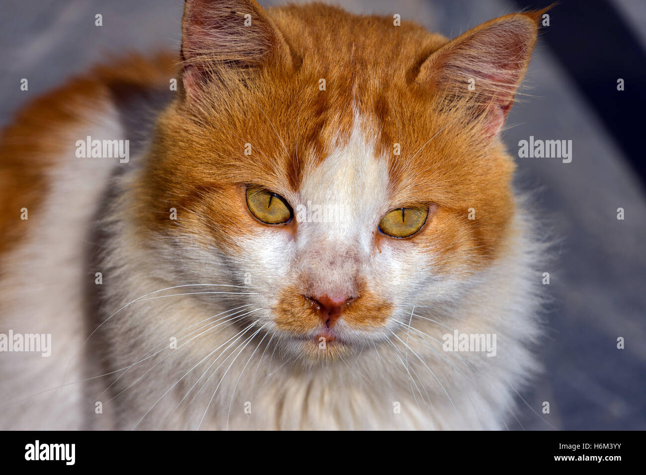 Ginger verwilderte Bar Katze in Griechenland, Blick in die Kamera Stockfoto