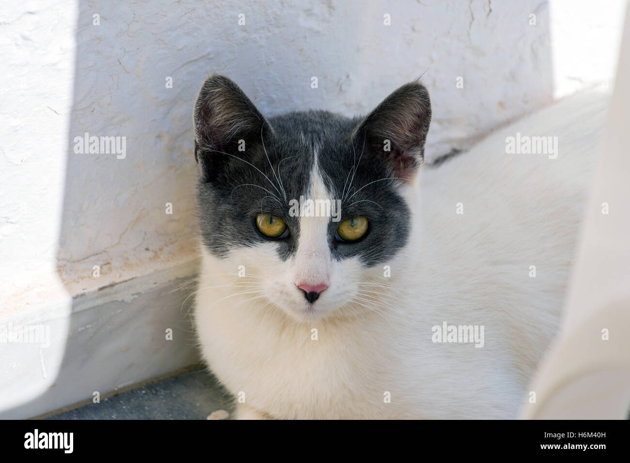Grau und weiß wilde bar Katze in Griechenland, Blick in die Kamera Stockfoto