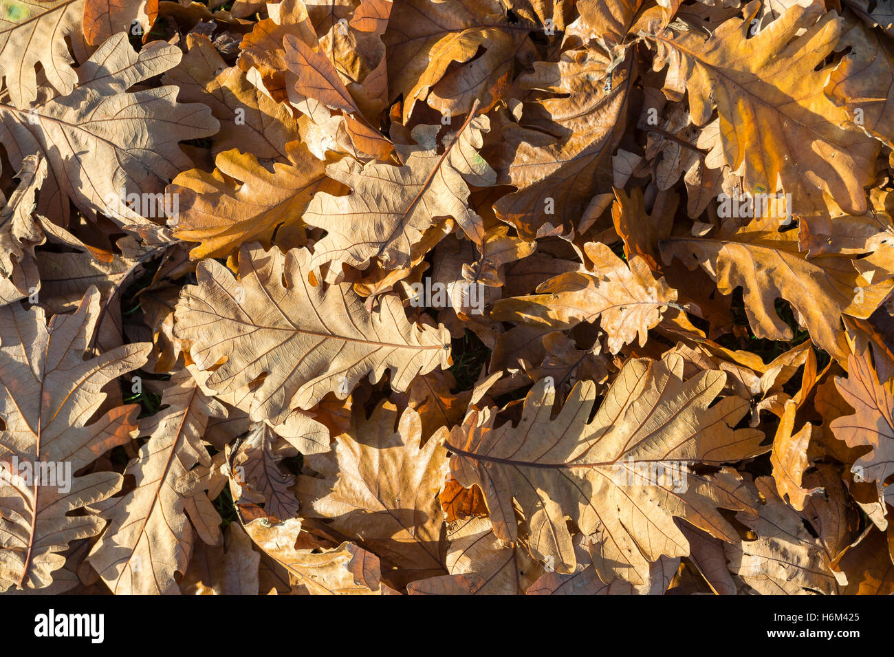 Herbstliche Sonne über gefallene Blätter in einem Haufen auf dem Boden Stockfoto