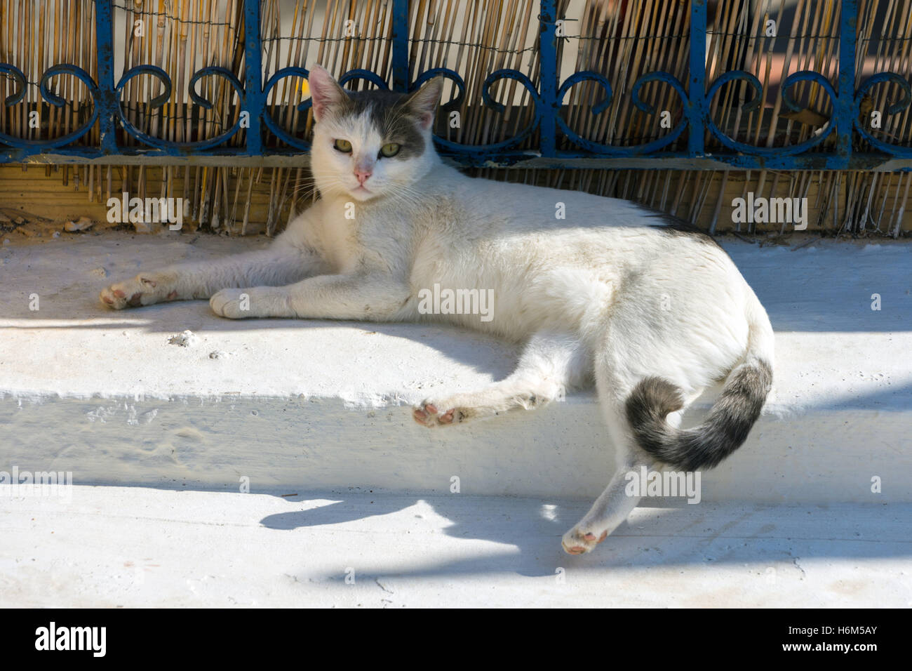 Entspannte weiße wilde bar Katze in Griechenland, Blick in die Kamera Stockfoto