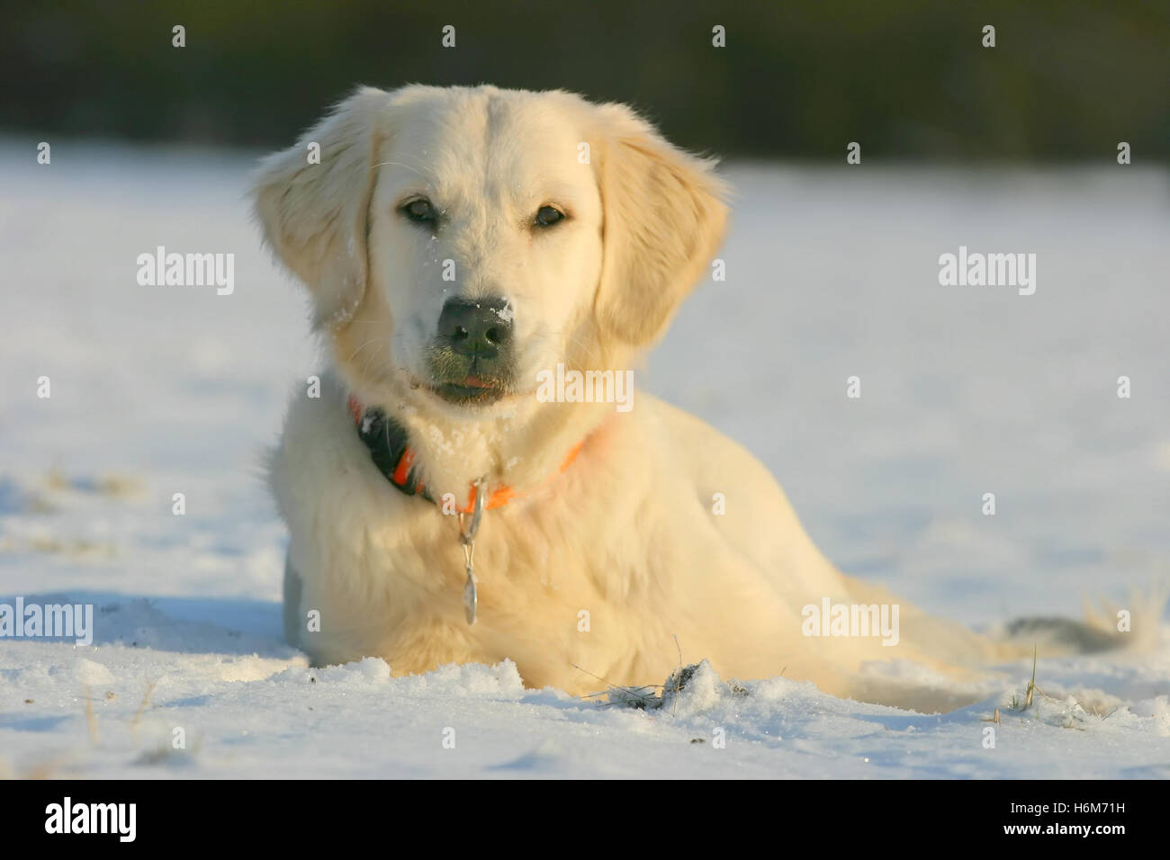 Haus Tiere Stockfoto