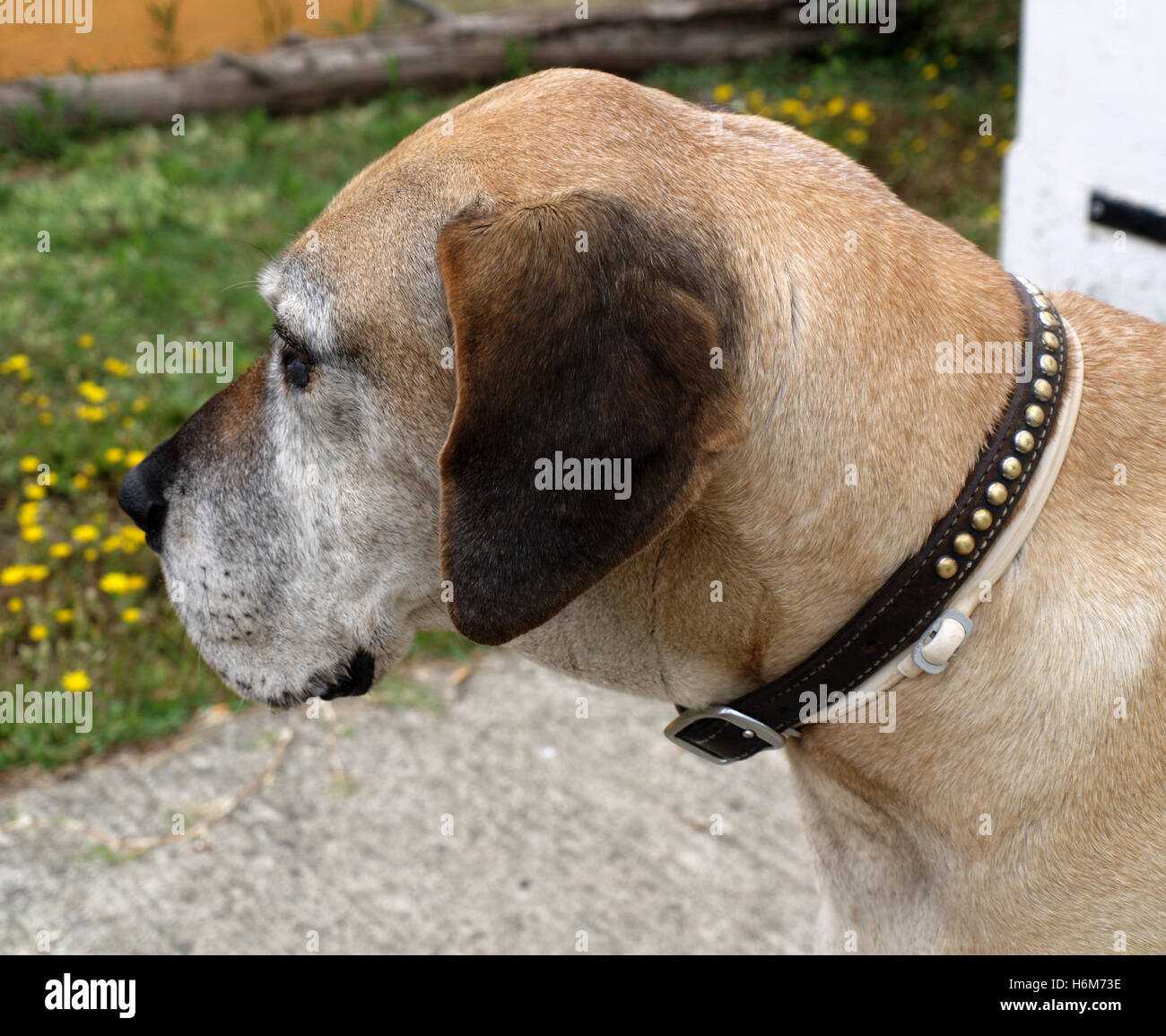 Seitenprofil älteren Dogge Hund Stockfoto