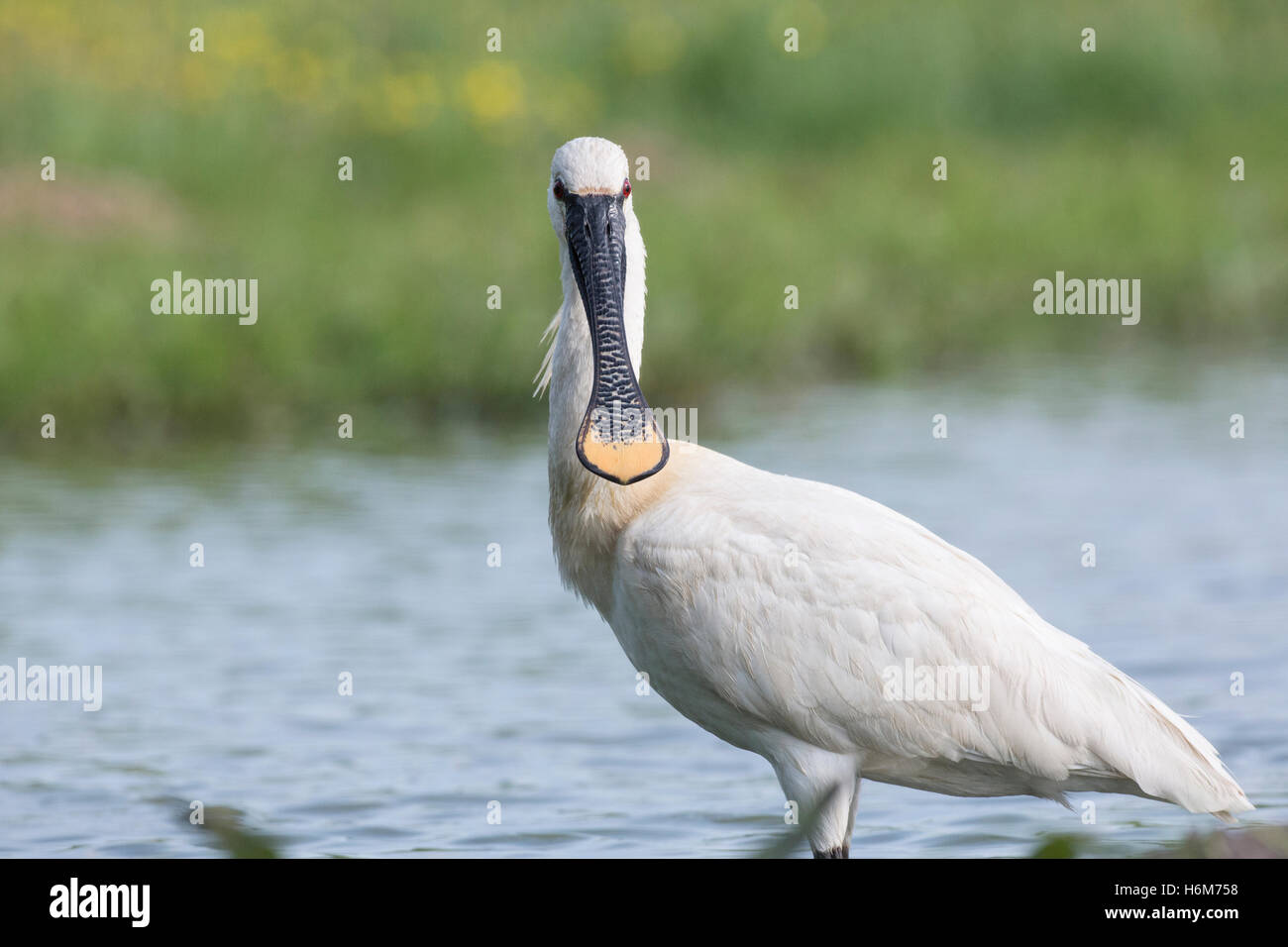 Eurasische Löffler (Platalea Leucorodia) Erwachsene in der Zucht Gefieder waten und Fütterung im flachen Wasser, Ungarn Stockfoto