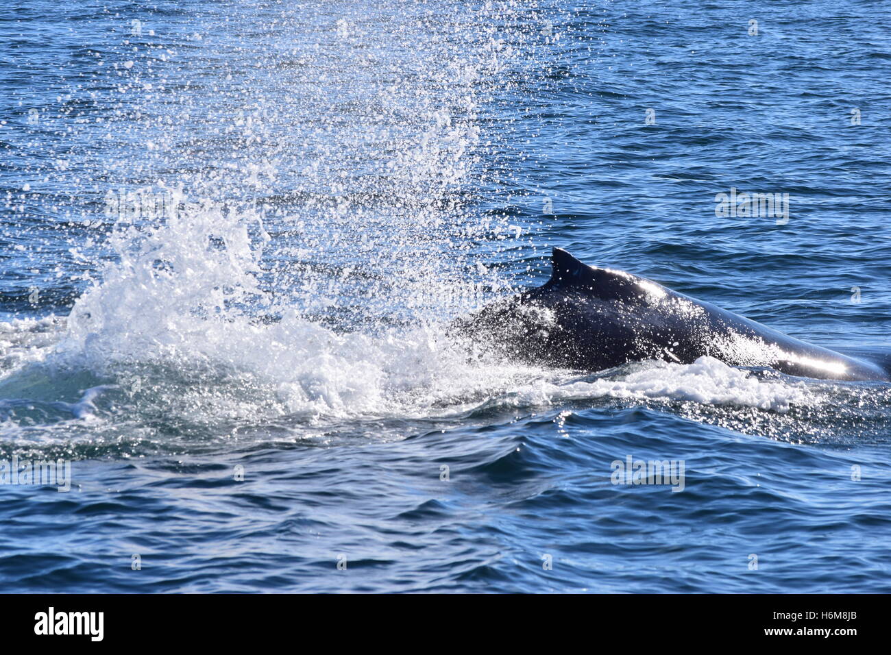 Ein Buckelwal spritzt Wasser, wie sie Oberflächen. Stockfoto