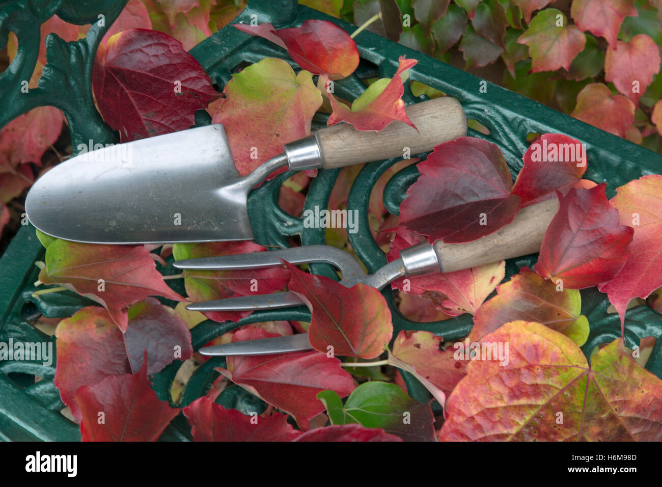 Garten Kelle und Hand-Gabel mit abgefallenen Blättern von wildem Wein Parthenocissus quinquefolia Stockfoto