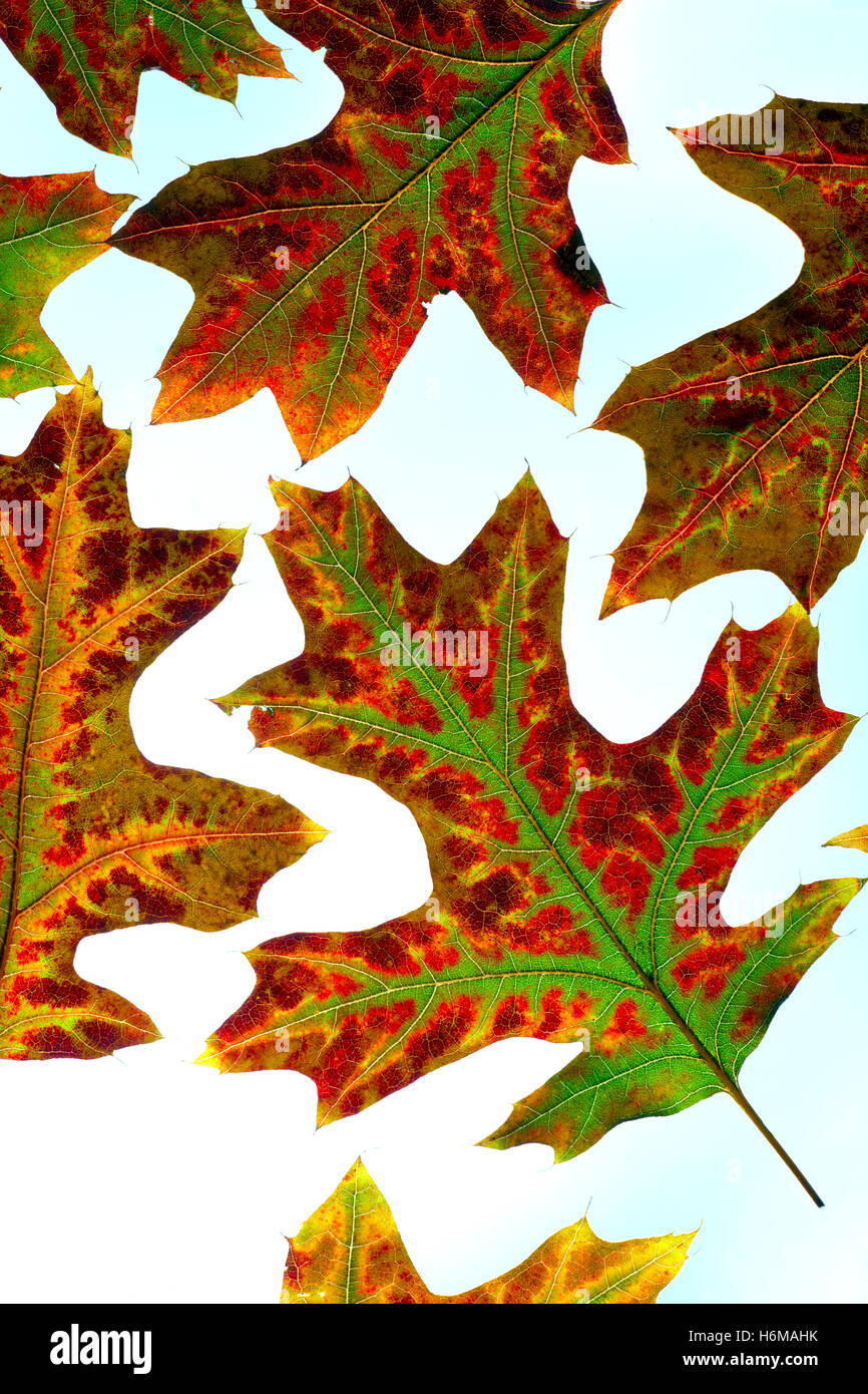 Nahaufnahme der Blätter der Roteiche Quercus Rubra im Herbst auf einem weißen Hintergrund Stockfoto