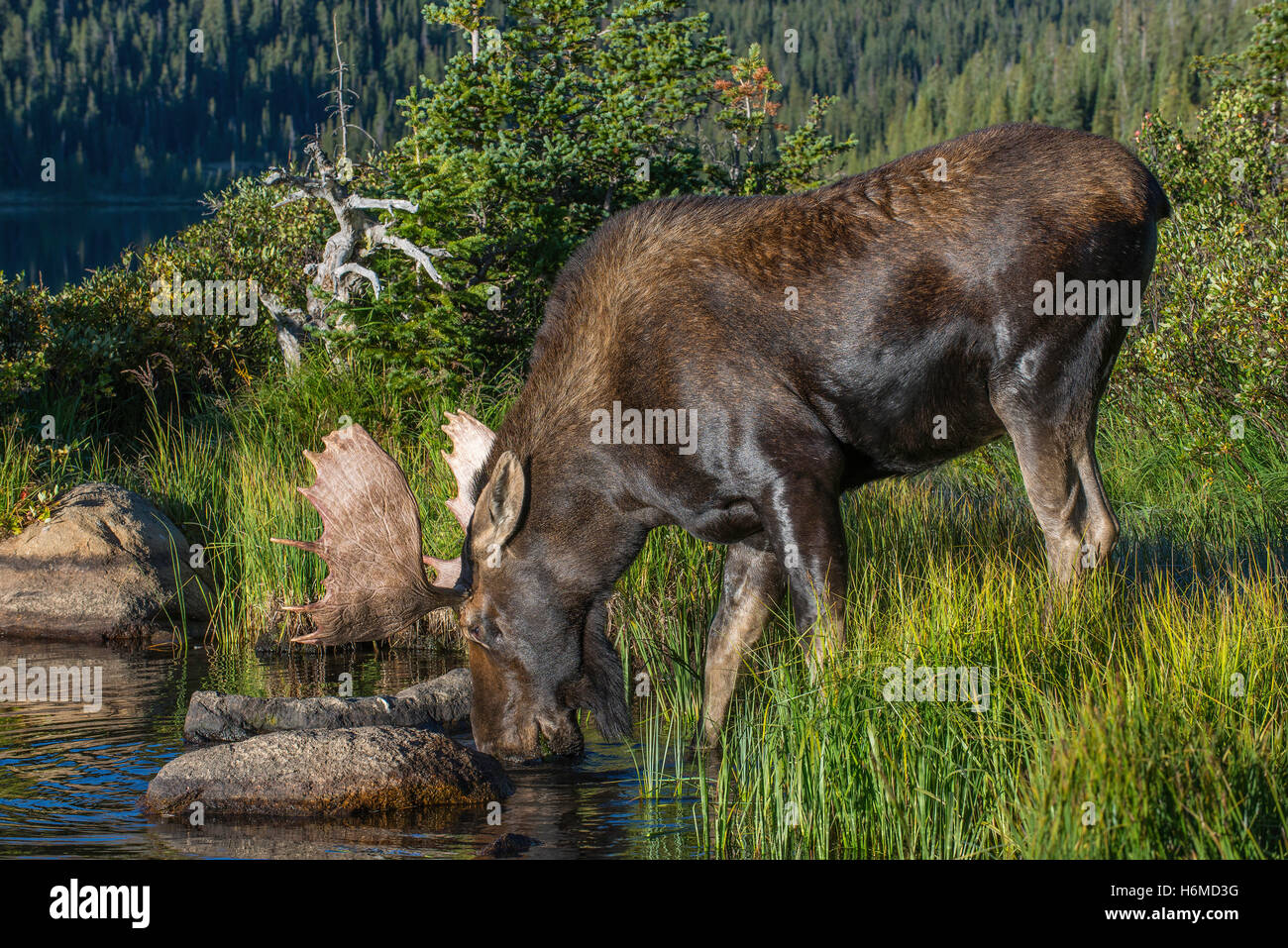 Stier, Elch (Alces Alces) Nahrungssuche im Teich, Indian Peaks Wilderness, Rocky Mountains, Colorado, USA Stockfoto