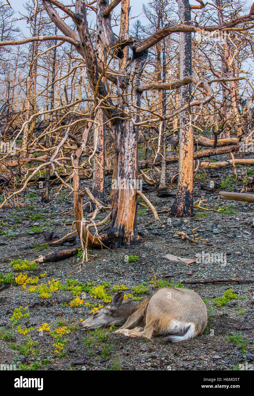 Maultierhirsche Doe (Odocoileus Hemionus) im verbrannten Wald Reste, Reynolds Creek Feuer, 2016, Glacier National Park, Montana USA Stockfoto