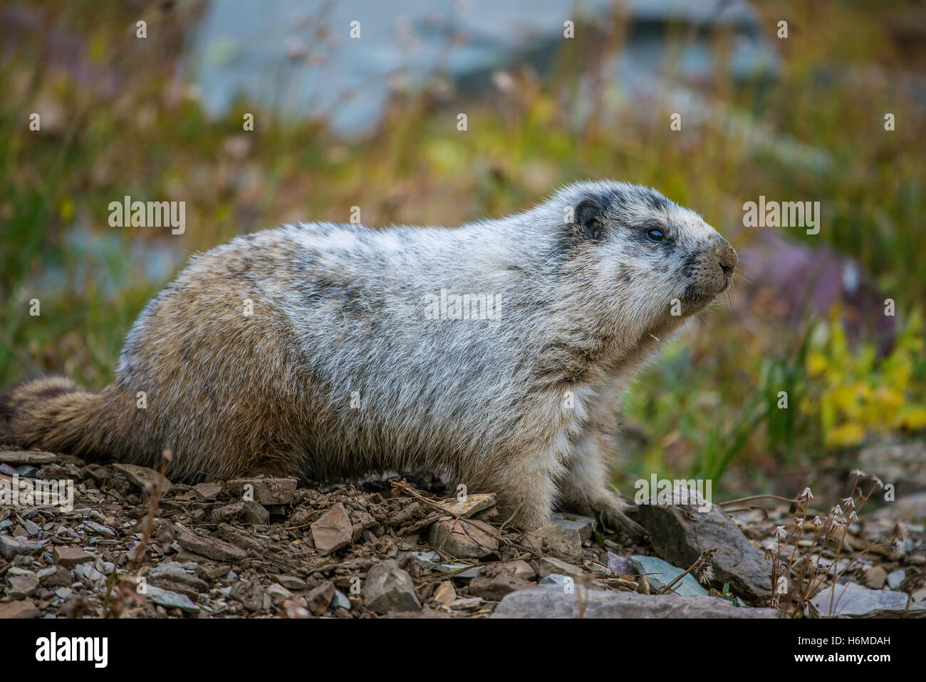 Hoary Murmeltier (Marmota Caligata) Logan Pass, Glacier National Park, Montana USA Stockfoto