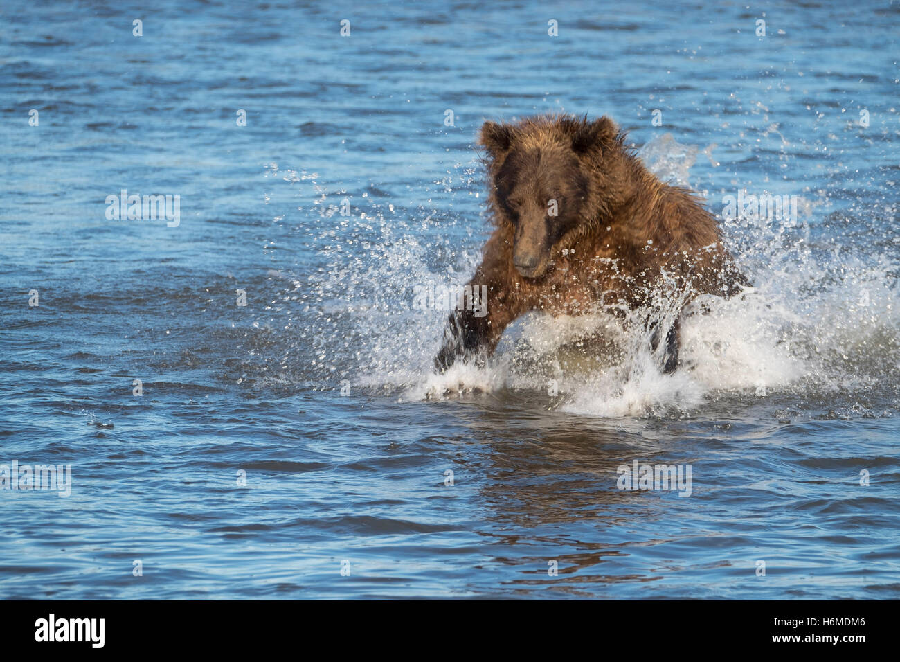 Braunbär-Küstenfischerei für Lachs im Lake Clark National Preserve Stockfoto