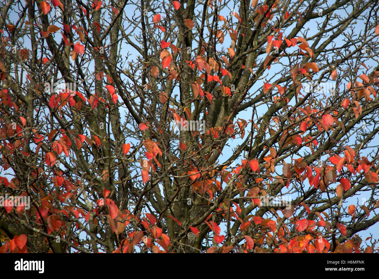 Im Herbst Laub-Bäume goldene Blätter Muster und Farbe Stockfoto