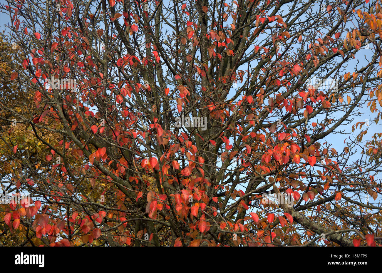 Im Herbst Laub-Bäume goldene Blätter Muster und Farbe Stockfoto