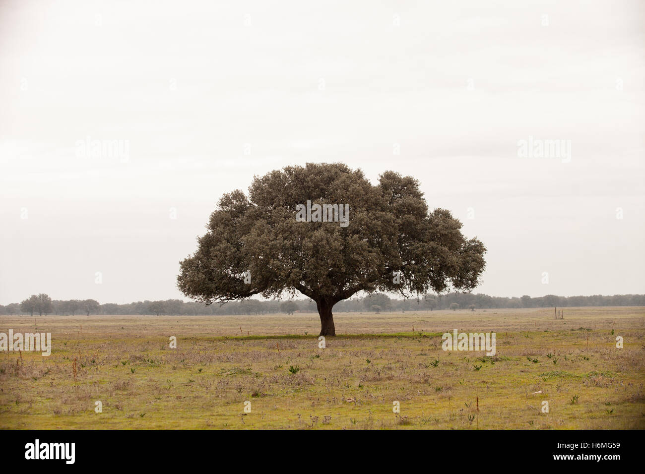 Eiche Halligen, Ilex in einem mediterranen Wald. Landschaft in der Extremadura Zentrum von Spanien Stockfoto