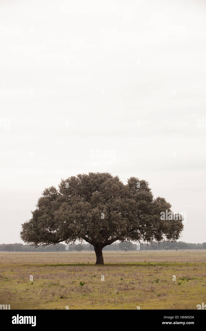 Eiche Halligen, Ilex in einem mediterranen Wald. Landschaft in der Extremadura Zentrum von Spanien Stockfoto