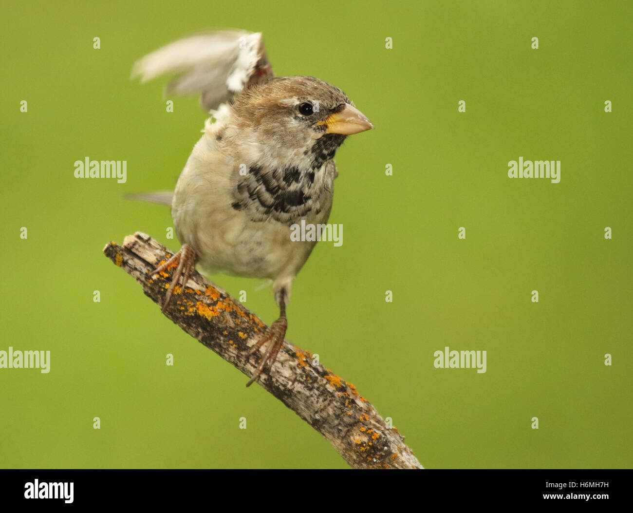 Ein Englisch-Sparrow ausziehen aus einen Barsch. Stockfoto