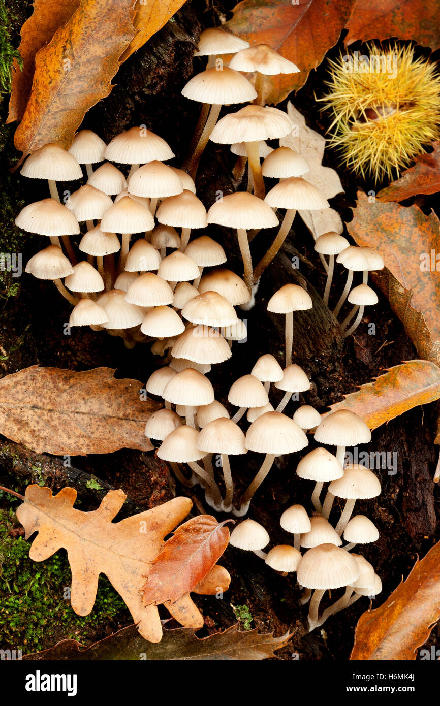 Viele kleine weiße Champignons, geboren am Stamm eines Baumes Stockfoto