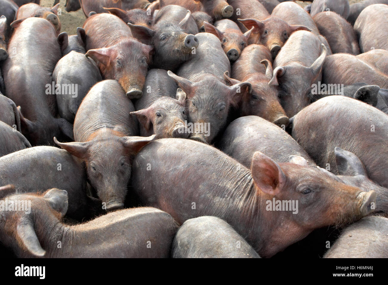 Ein Großteil der iberischen Schweine in Extremadura Engstand Stockfoto