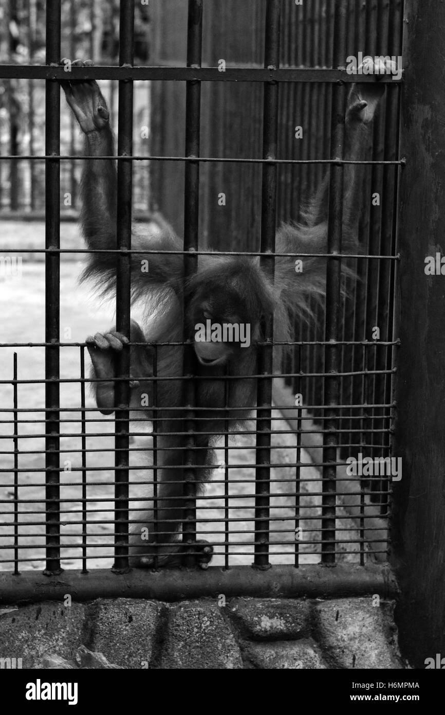 Vintage Foto Orang-Utan im Käfig Stockfoto