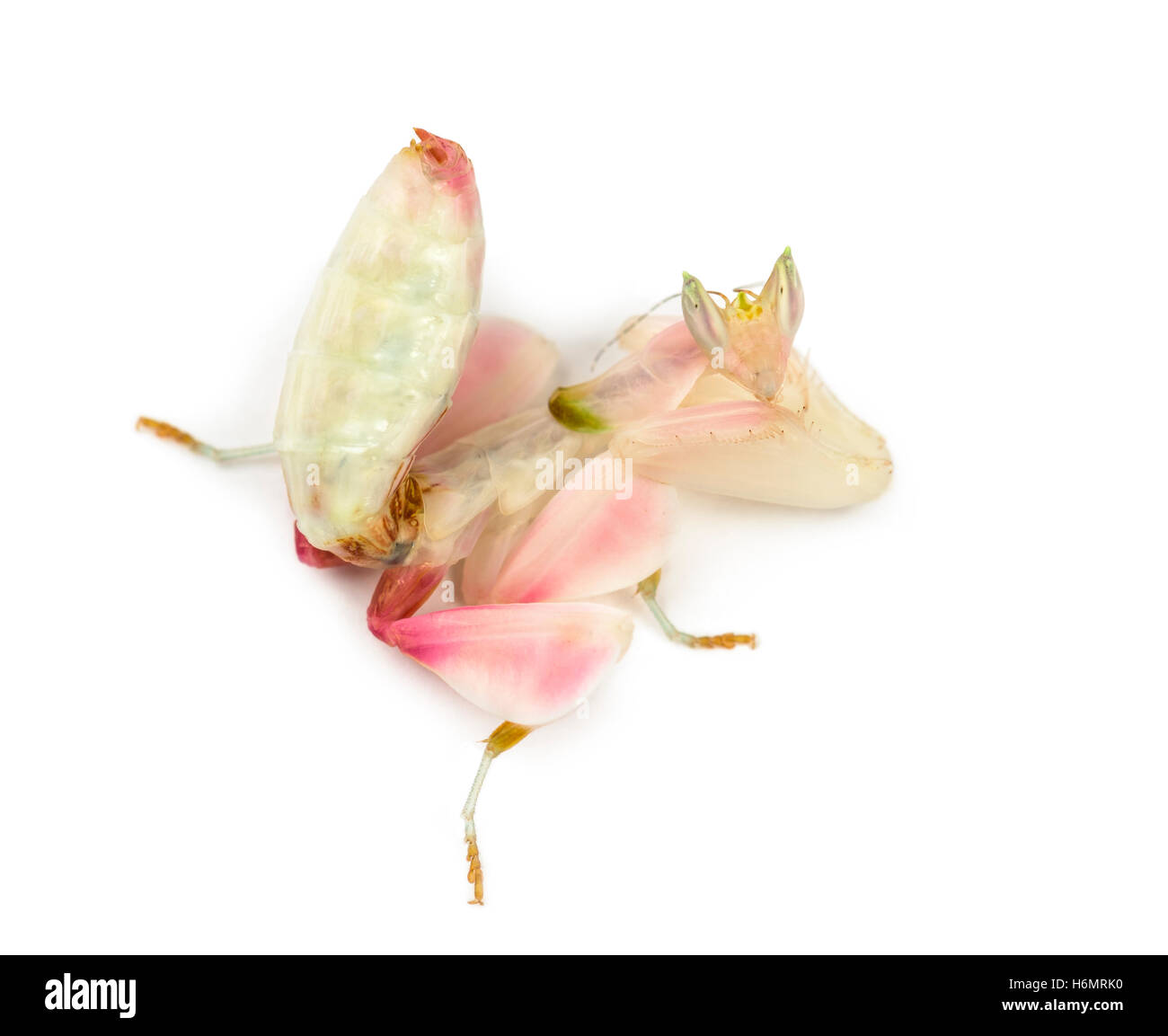 Weibliche Gottesanbeterin, Orchideen-Mantis, isoliert auf weiss Stockfoto