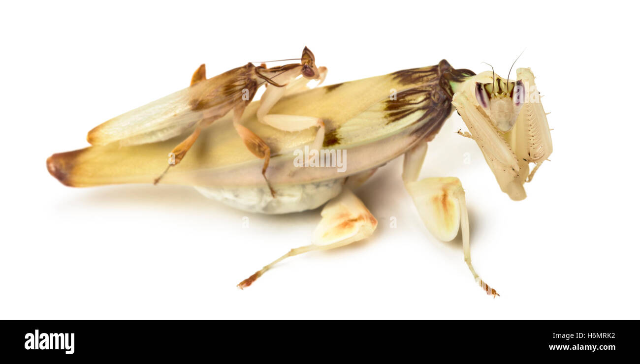 Erwachsenen männlichen und weiblichen Orchideen Mantis - Hymenopus Coronatus, isoliert auf weiss Stockfoto