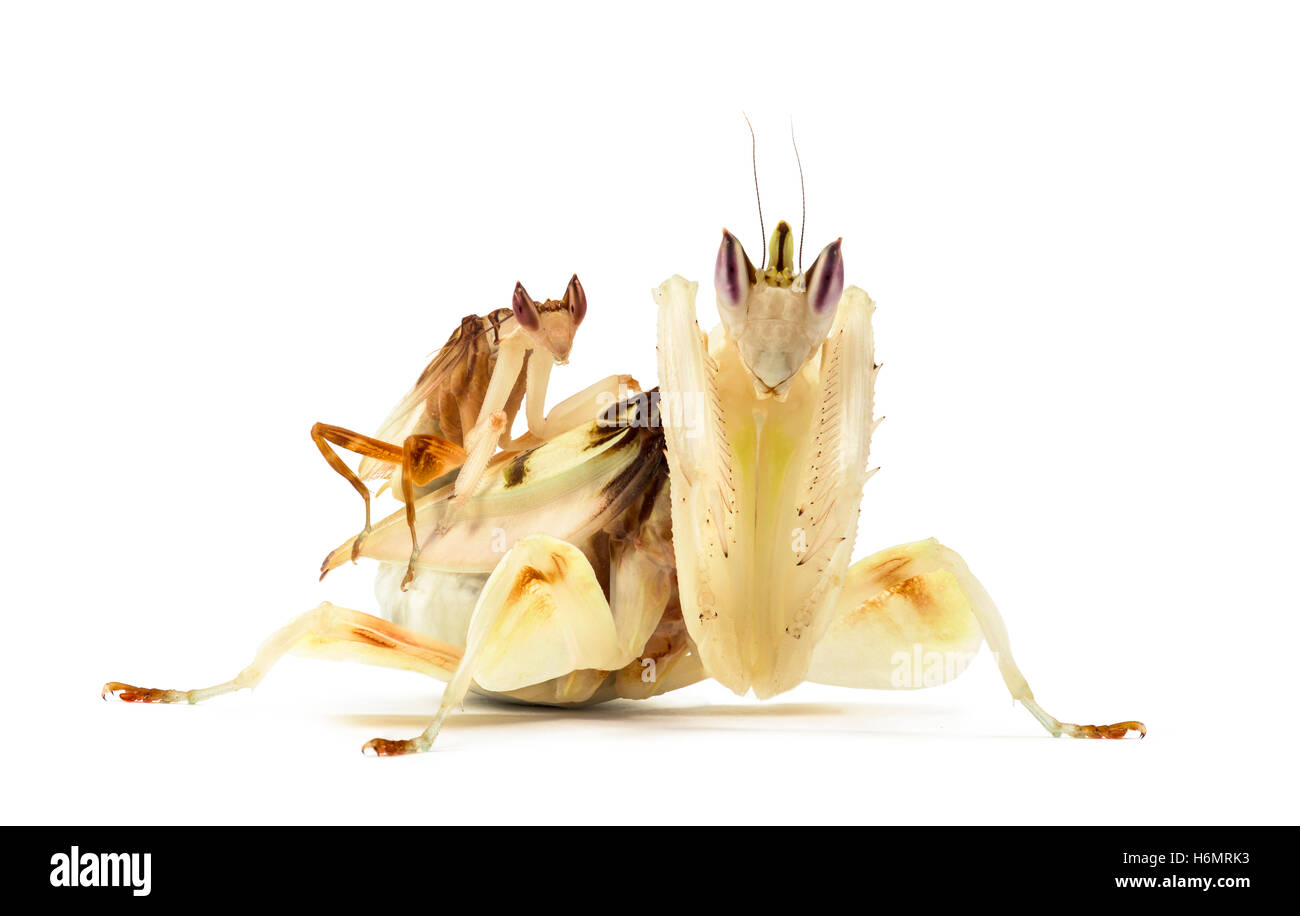 Erwachsenen männlichen und weiblichen Orchideen Mantis - Hymenopus Coronatus, isoliert auf weiss Stockfoto