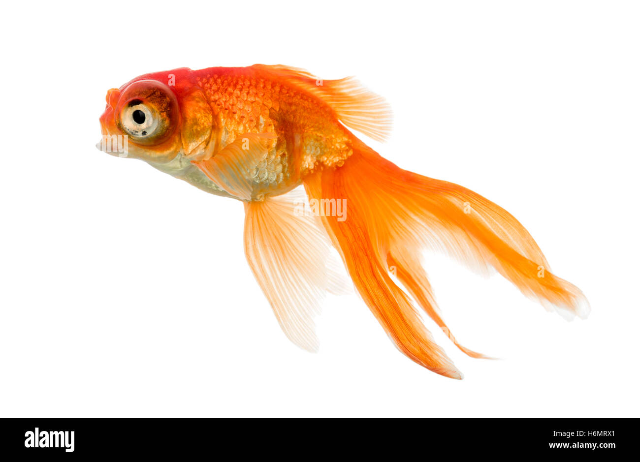 Seitenansicht einer Goldfische schwimmen Islolated auf weiß Stockfoto