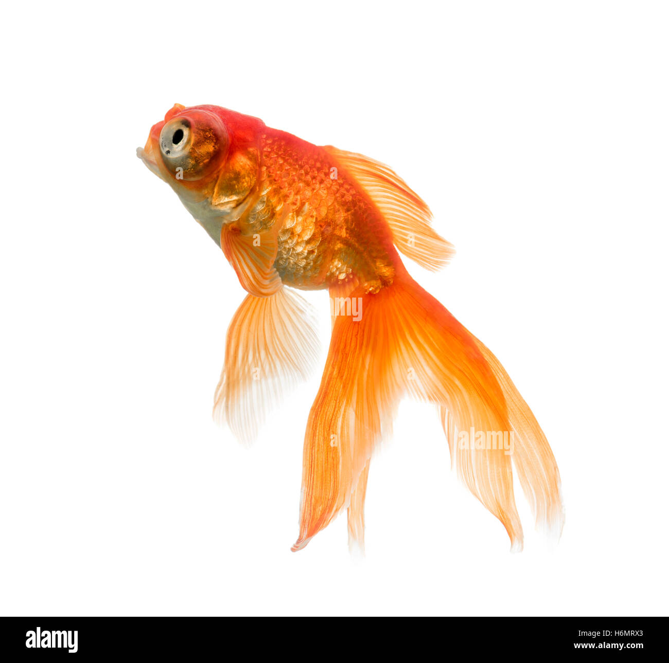 Seitenansicht des einen Goldfisch nachschlagen Stockfoto